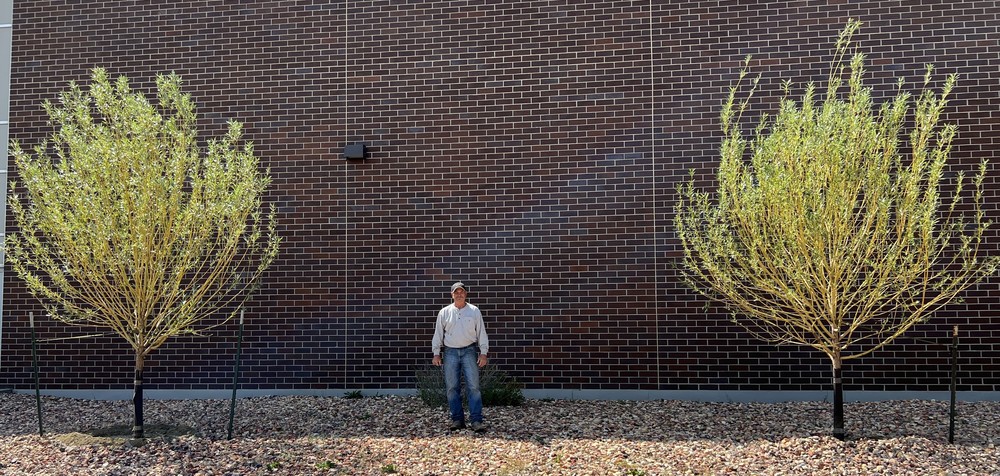 man standing between 2 willow trees